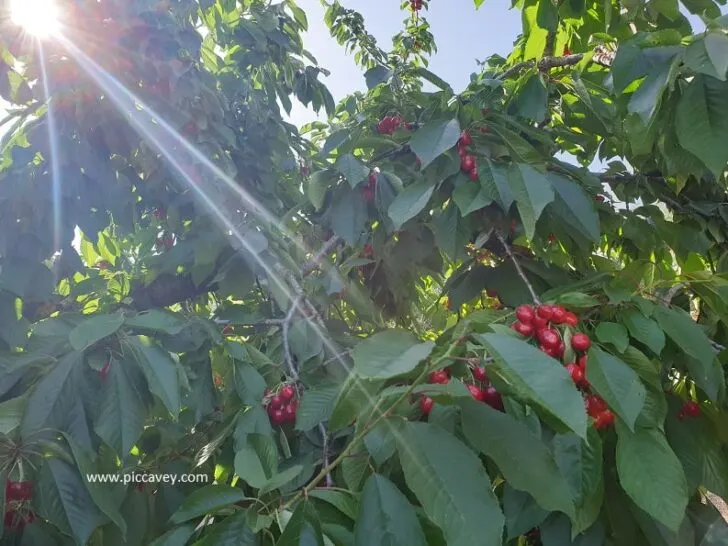 Cherries growing in Jaen