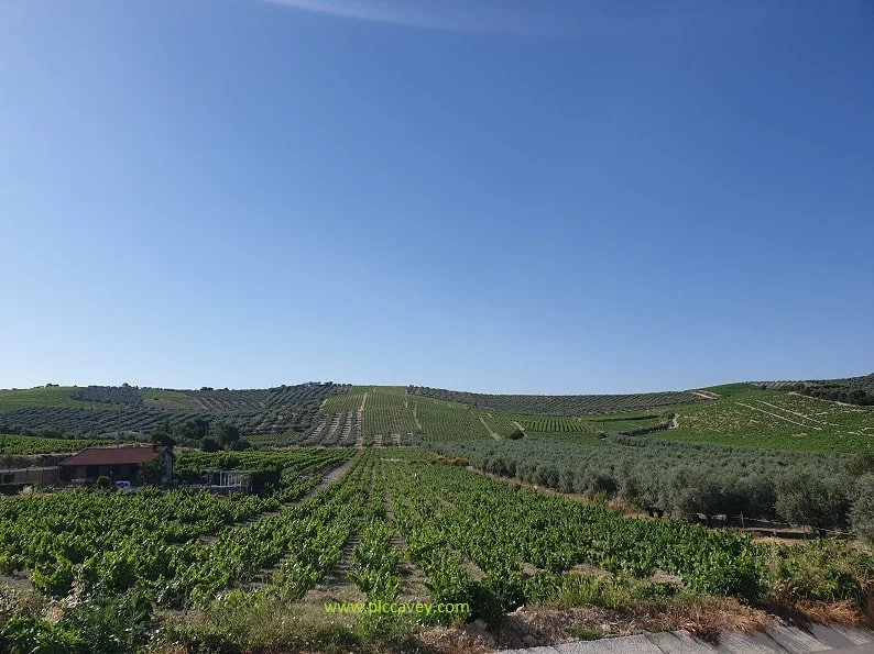 Wine Region Montilla Moriles in Cordoba