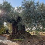 Traiguera Millenial Olive Trees