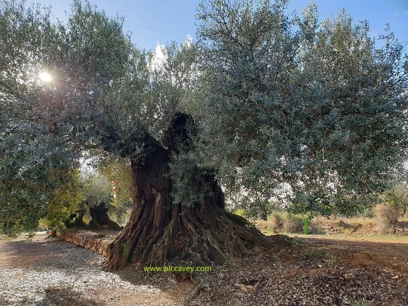 Traiguera Millenial Olive Trees Castellón