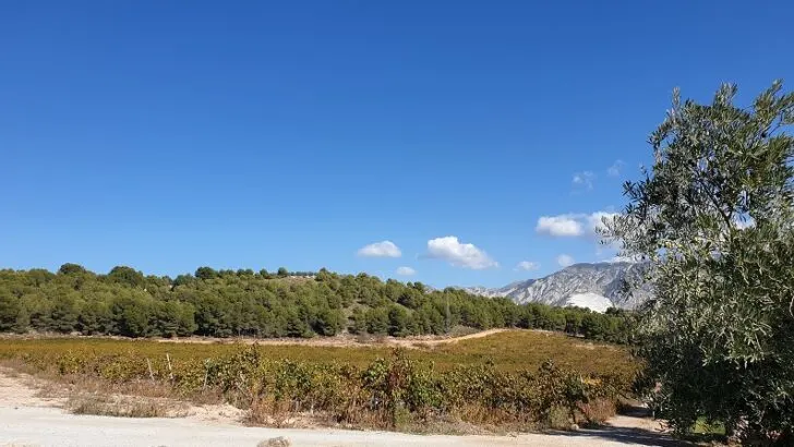 Granada Wine: Definitive Guide D.O Vinos de Calidad de Granada