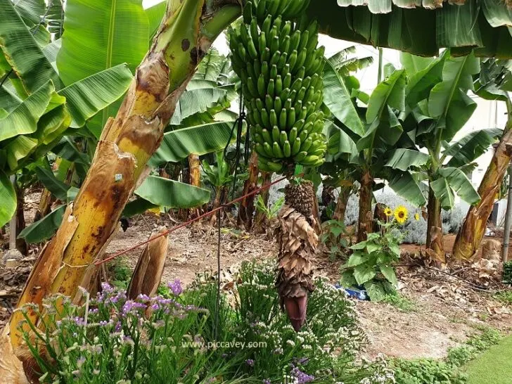 Bananas Growing Tenerife Food