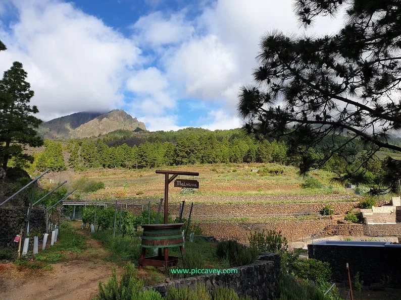 Volanic-Winery-Ferrera-in-Tenerife