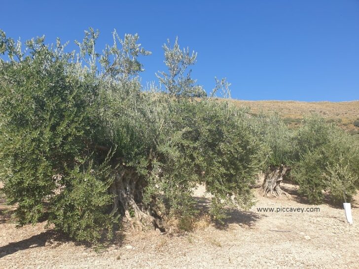Olive Trees in DOP Priego de Cordoba