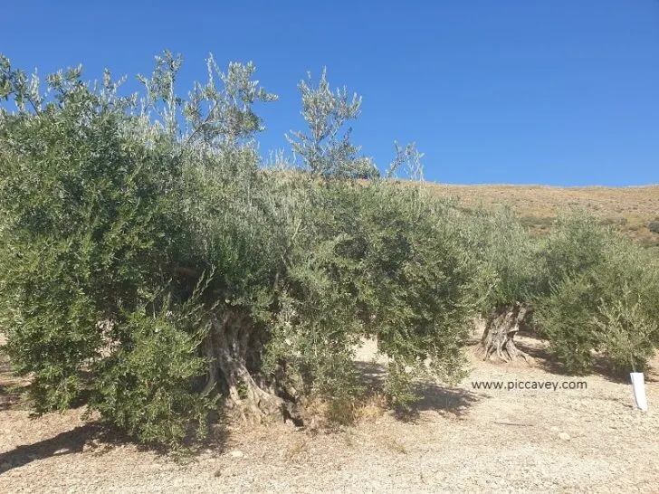 Olive Trees in DOP Priego de Cordoba