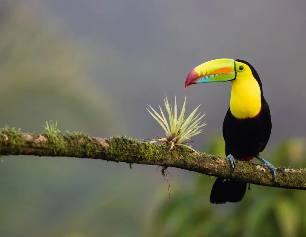 Wildlife in Costa Rica