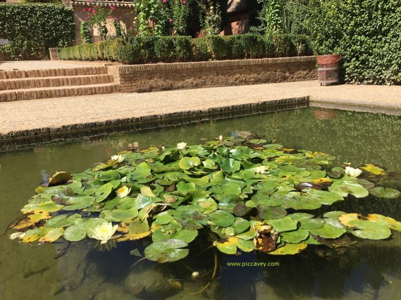 Lilypads in Alhambra Partal