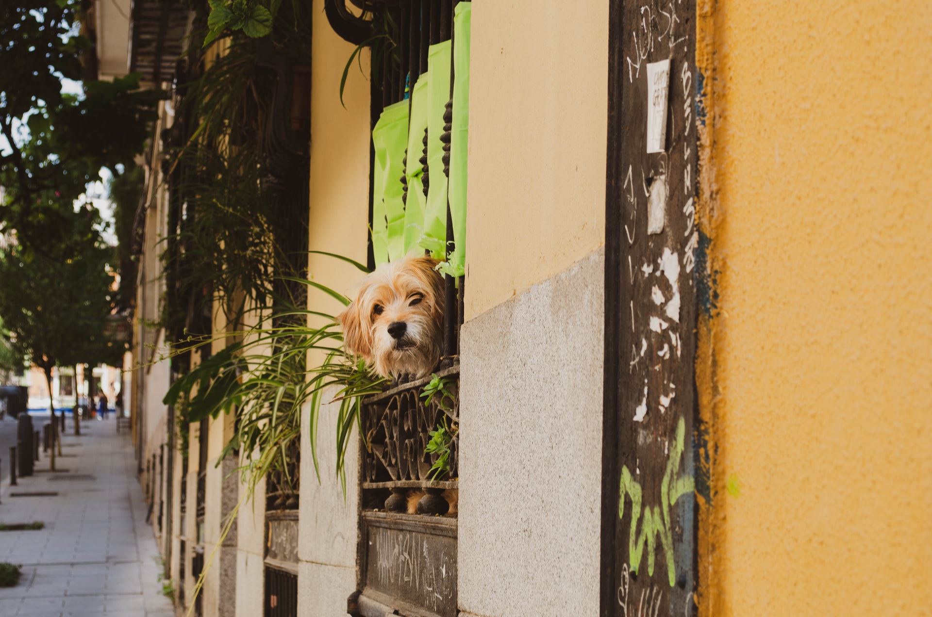 Keeping Pets in Spain - Tips for Happy Cats + Dogs ⋆ Piccavey