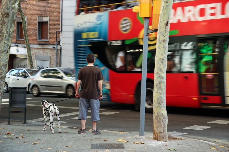 are dogs allowed on public transport in spain